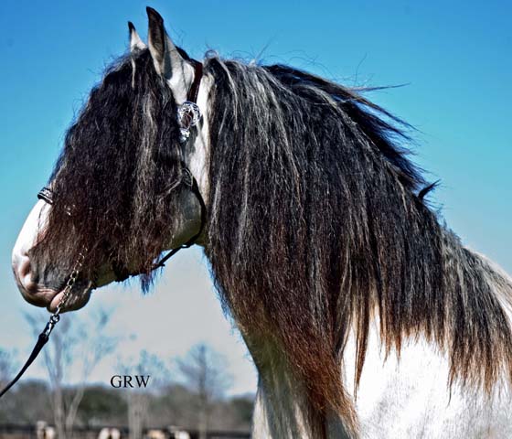 Gypsy Vanner stallion